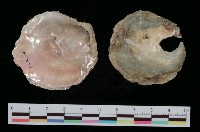 藏品(銀蛤)的圖片